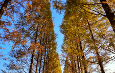 【视频】水杉披红装，解锁常宁初冬的“限定色卡”