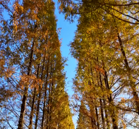 【视频】水杉披红装，解锁常宁初冬的“限定色卡”