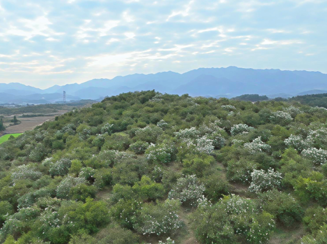 【视频】常宁荫田镇:科技加持 油茶花开正盛