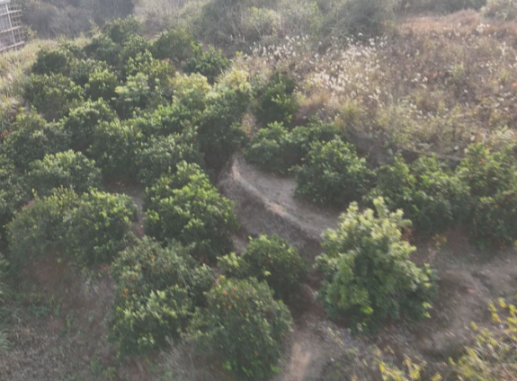 【视频】买一份橙 救一个急 助常宁七旬夫妇渡难关