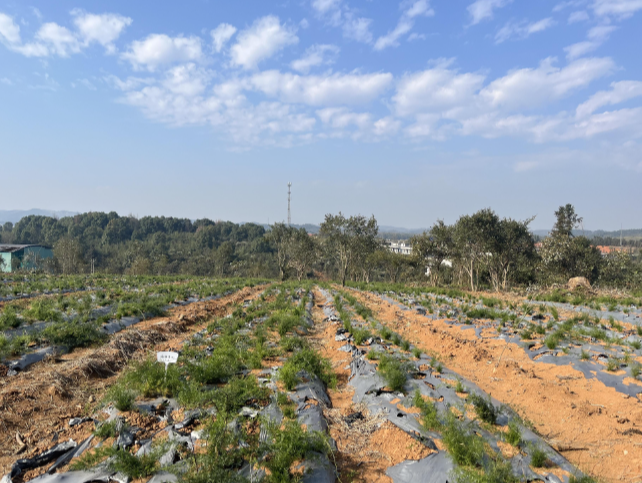 【视频】常宁新铺村：“油茶+天门冬”林下套种 探索生态富民新路径