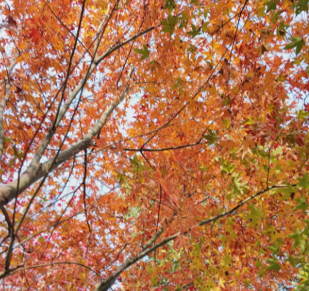 常宁枫叶茶花旅游季盛大启幕！冬日游园欢乐多~