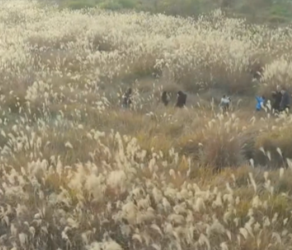 【视频】常宁:芦苇花开 如诗如画