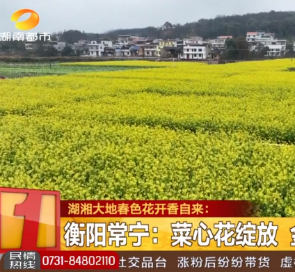 《湖南都市》报道常宁新闻《常宁：菜心花绽放 金色花海惹人醉》