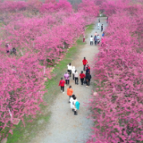 【视频】【新春走基层（12）】樱花盛宴点燃新春文旅热潮
