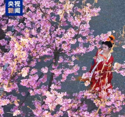 央视新闻60秒推介！常宁樱花实力美出圈！