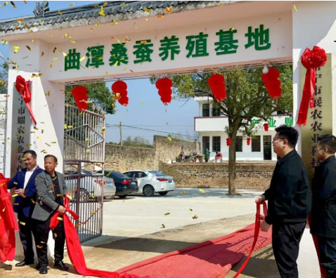 曲潭街道：能人回乡养蚕带动村民致富