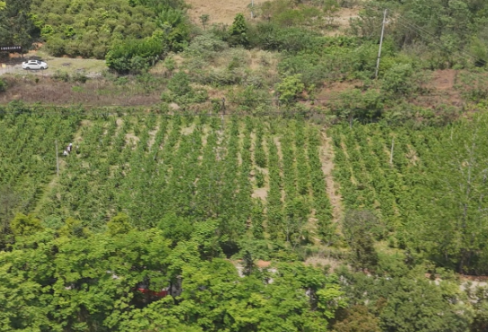 【视频】常宁市板桥镇长冲铺村：桑葚缀满枝 “甜蜜产业” 助增收