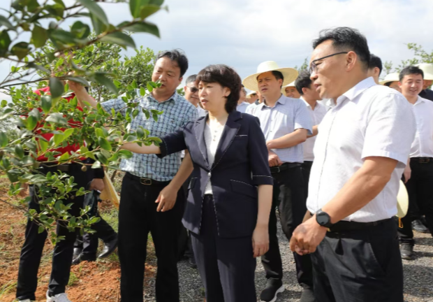 全市油茶产业高质量发展现场推进会召开 邓艳红参加