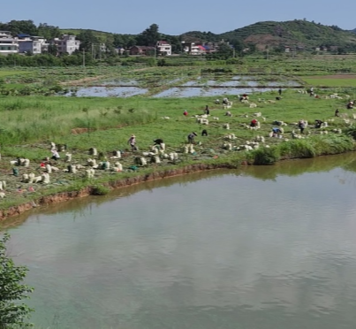 【视频】荫田镇小泉村：小荞头撬动大财富