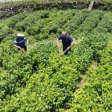 【视频】最是乡音解乡愁●我的家乡在变化（276）高山茶园绿生金 乐元村集体经济展翅飞