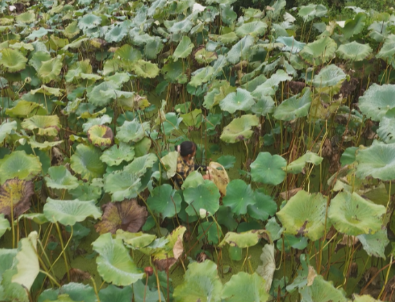 【视频】曲潭街道迴江村:湘莲迎丰收 村民笑开颜