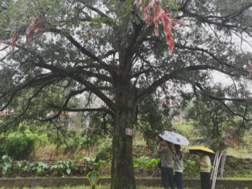 【视频】常宁：塔山之巅 与一棵千年红豆杉的雨雾之约