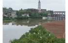 【视频】大美常宁：白鹭翩跹绕古塔 生态和谐共悠悠