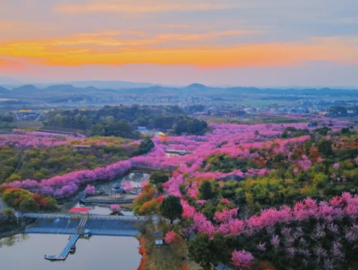 三月里的烟雨百万樱花园