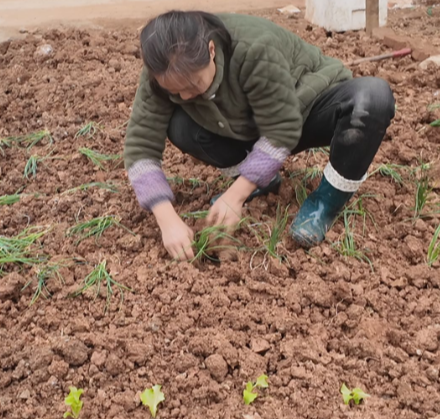 泉峰街道夏联村：13亩荒地变身标准菜园 村民免费认领 
