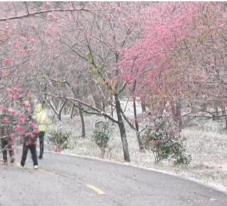 【视频】常宁：雪裹早樱 美景如画