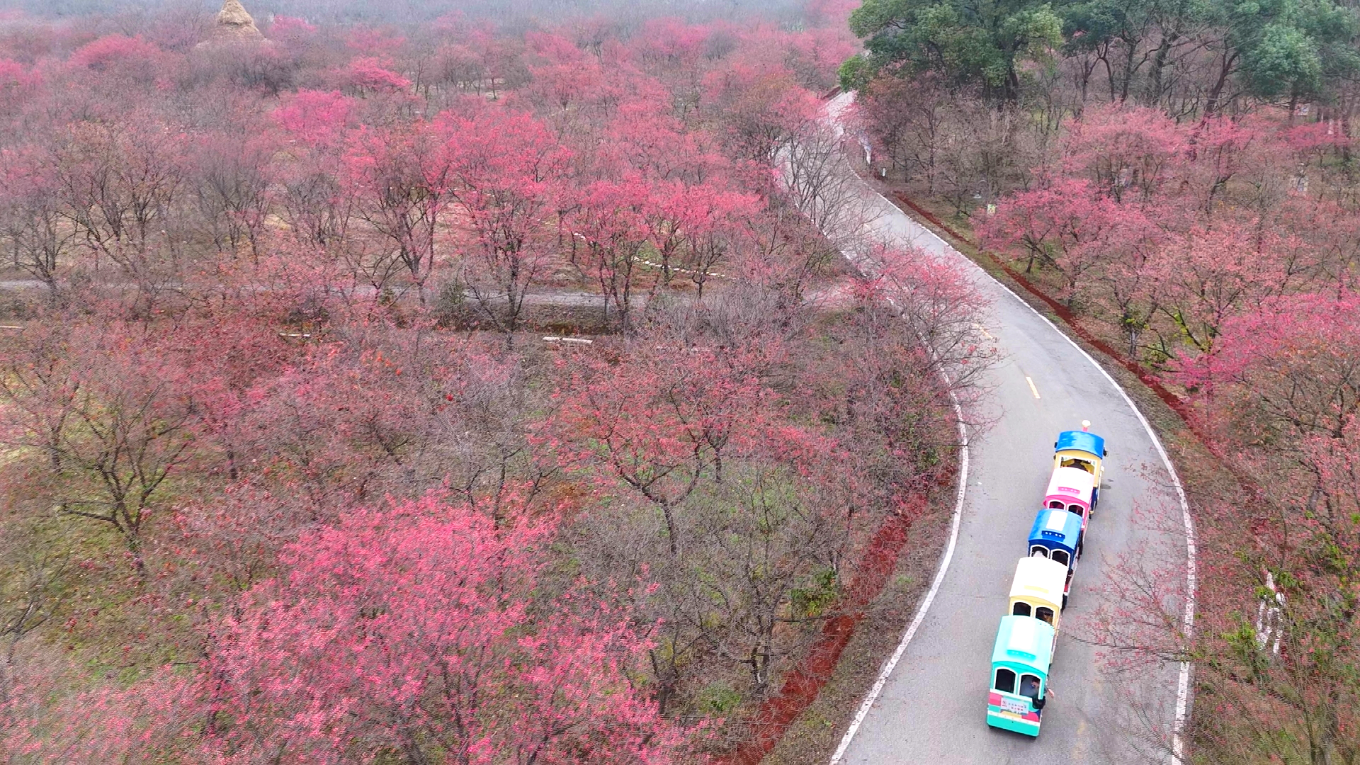 早樱15_看图王.png 早樱15_看图王.png