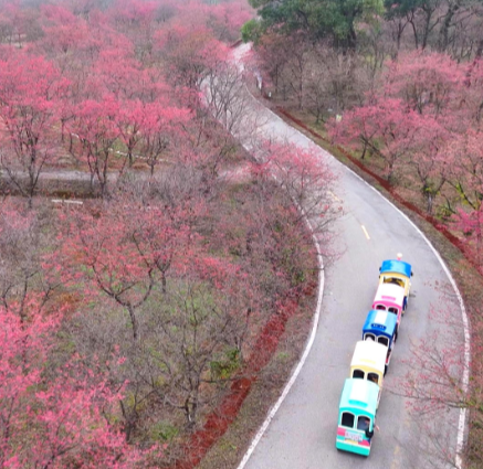 【视频】常宁:早樱绽冬日 花海迎新春