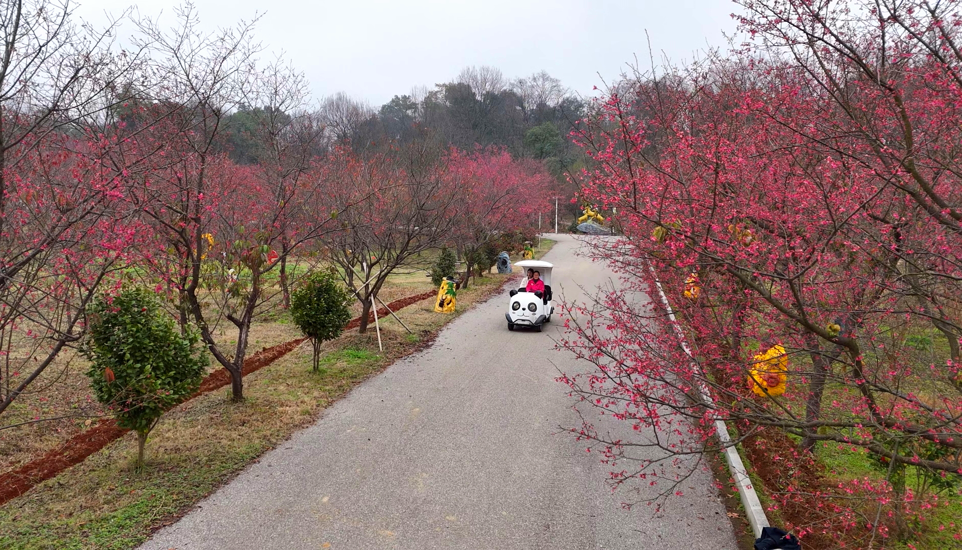 早樱13_看图王.png 早樱13_看图王.png