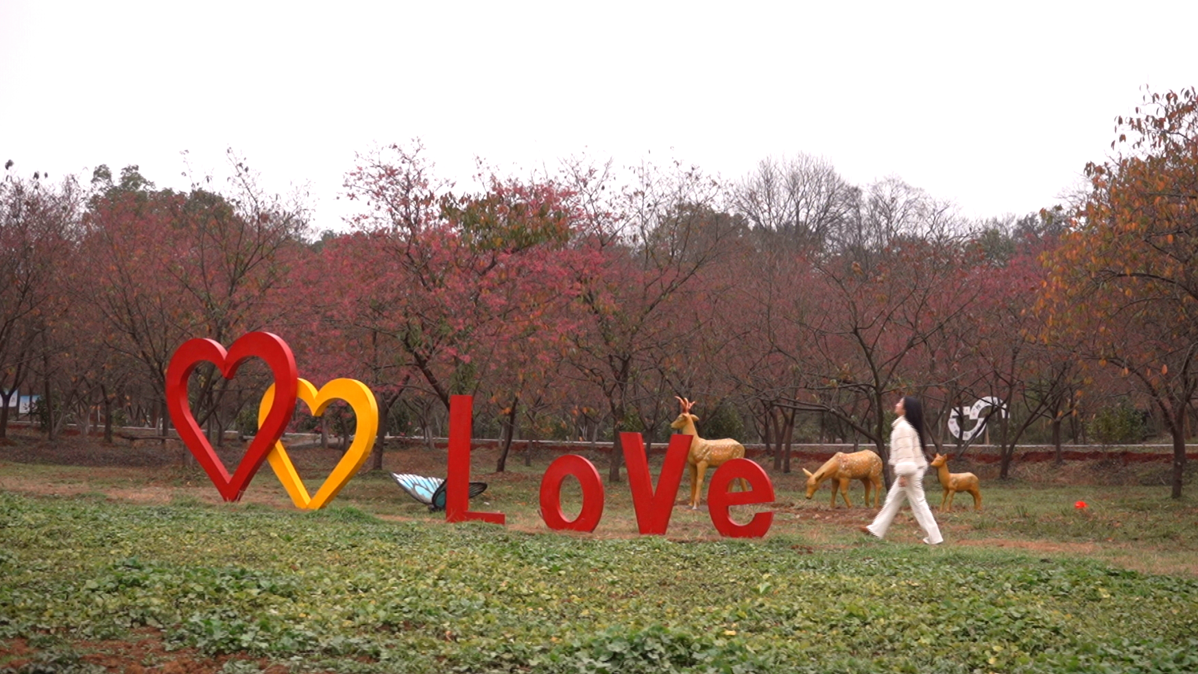 早樱6_看图王.png 早樱6_看图王.png