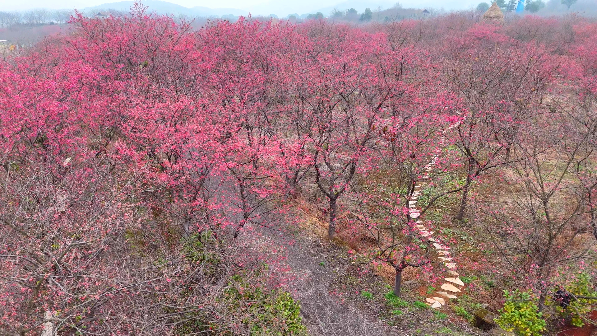 早樱9_看图王.png 早樱9_看图王.png