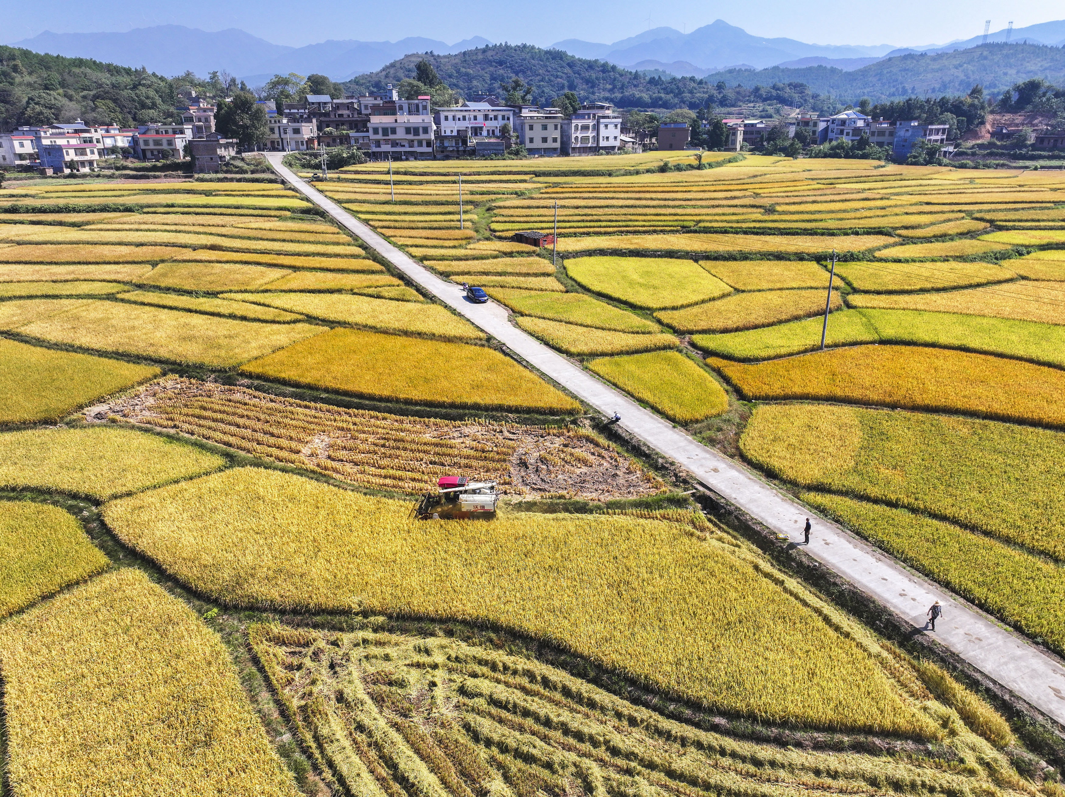 2026年10月11日，湖南省常宁市庙前镇，村民驾驶收割机在收获水稻。（周秀鱼春 摄）