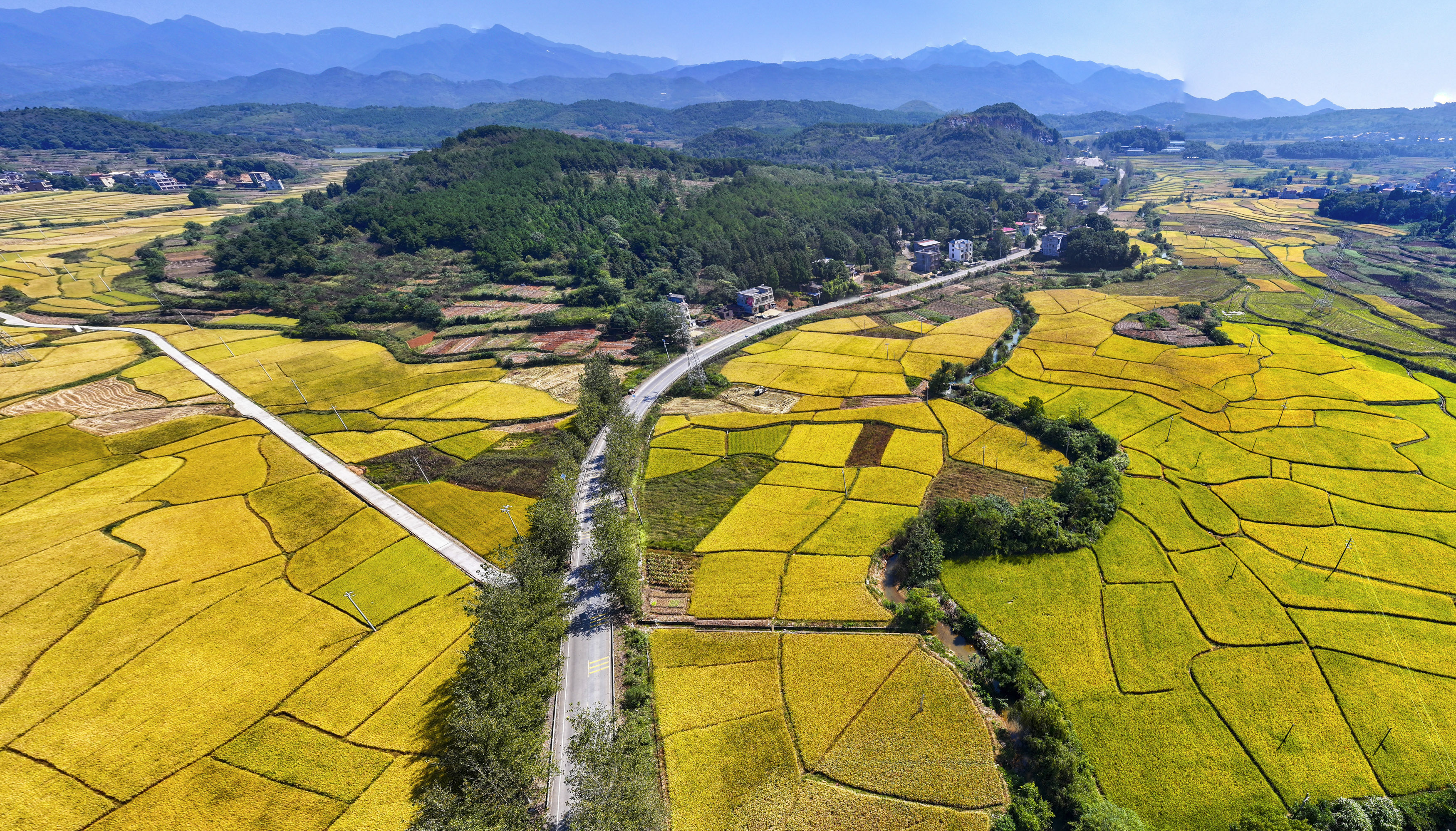 2026年10月11日，湖南省常宁市庙前镇满目金黄，晚稻喜迎丰收，与错落有致的民居、连绵起伏的山峦相互映衬，构成一幅美丽的田园丰收画卷。（周秀鱼春 摄）