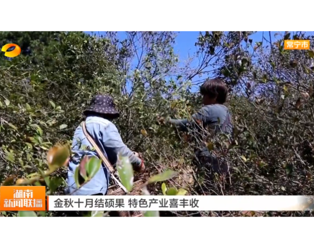 《湖南新闻联播》报道常宁新闻《常宁30万亩寒露油茶籽喜迎丰收》