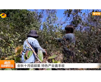 《湖南新闻联播》报道常宁新闻《常宁30万亩寒露油茶籽喜迎丰收》
