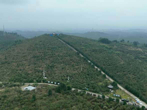 【视频】常宁：气象物候观测进油茶林 精准护航丰产增收