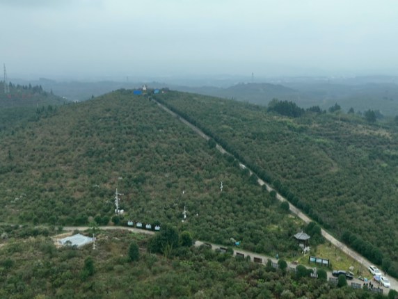 【视频】常宁：气象物候观测进油茶林 精准护航丰产增收