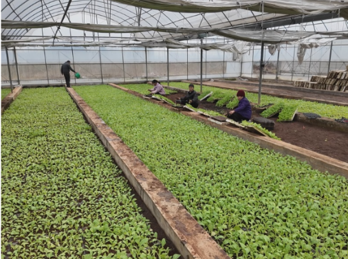 【新春走基层】常宁:“两段式育苗”忙 科技赋能烟叶春耕