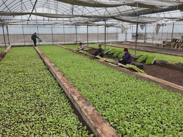 【新春走基层】常宁：“两段式育苗”忙 科技赋能烟叶春耕 