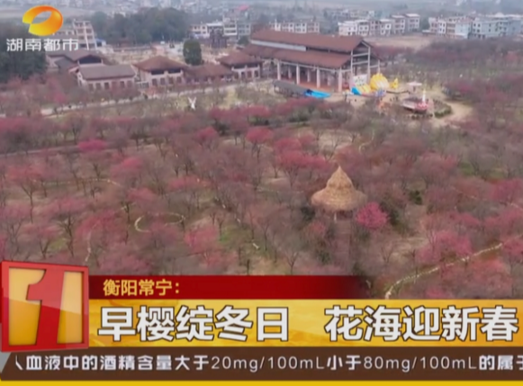 《湖南都市》报道常宁新闻《早樱绽冬日 花海迎新春》