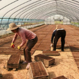 曲潭街道：抢抓农时忙春耕 早稻生产启新程