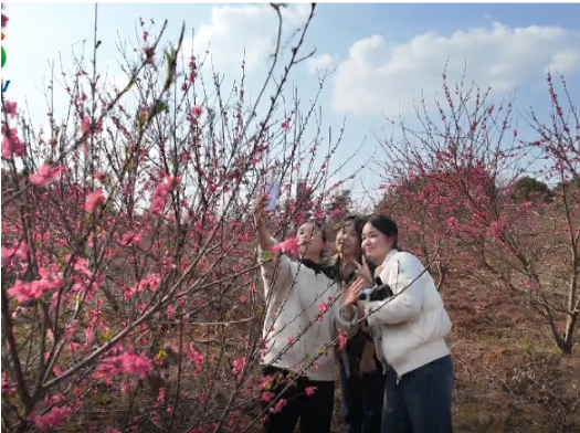 【视频】春风十里桃花开 乡村美景入画来