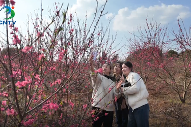 【视频】春风十里桃花开 乡村美景入画来