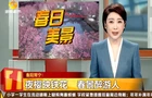 《湖南都市》报道常宁新闻《湖南常宁：夜樱映铁花 春日盛宴醉游人》