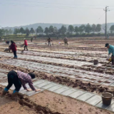 【视频】烟洲镇：抢抓农时促增收 奏响春耕生产“奋进曲”