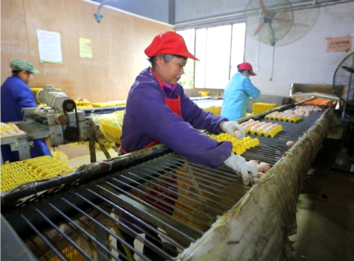 【视频】常宁：加快推进省级特色家禽产业集群项目建设  力争2027年产值突破30亿  