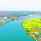【视频】烟洲： 千亩油菜花绽放 农旅融合助振兴