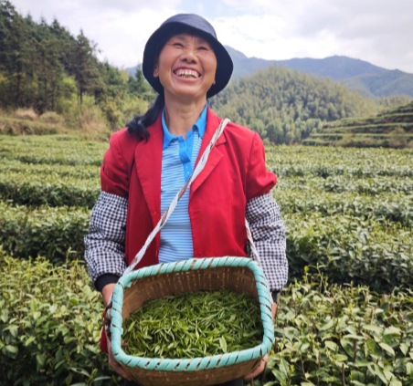 组图丨湖南常宁：春染塔山茶垄翠 人勤篓满采芽香