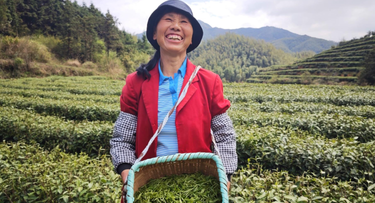 组图丨湖南常宁：春染塔山茶垄翠 人勤篓满采芽香