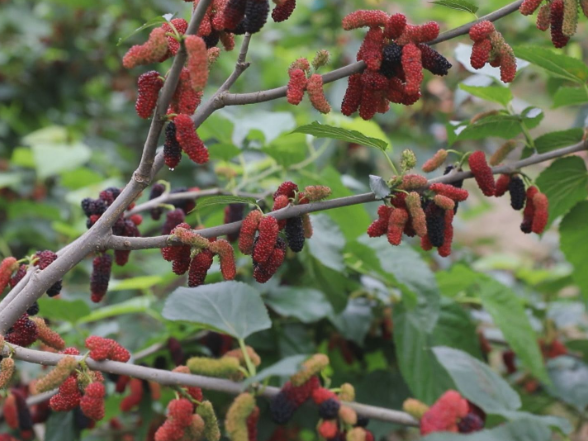 【视频】板桥镇仙桥村：桑果缀枝花盛放 花果相映醉游人
