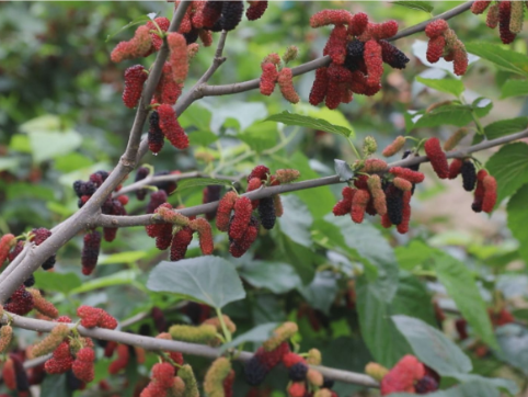 【视频】板桥镇仙桥村：桑果缀枝花盛放 花果相映醉游人