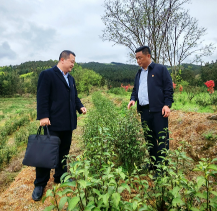 金融活水润茶乡 精准助农促振兴