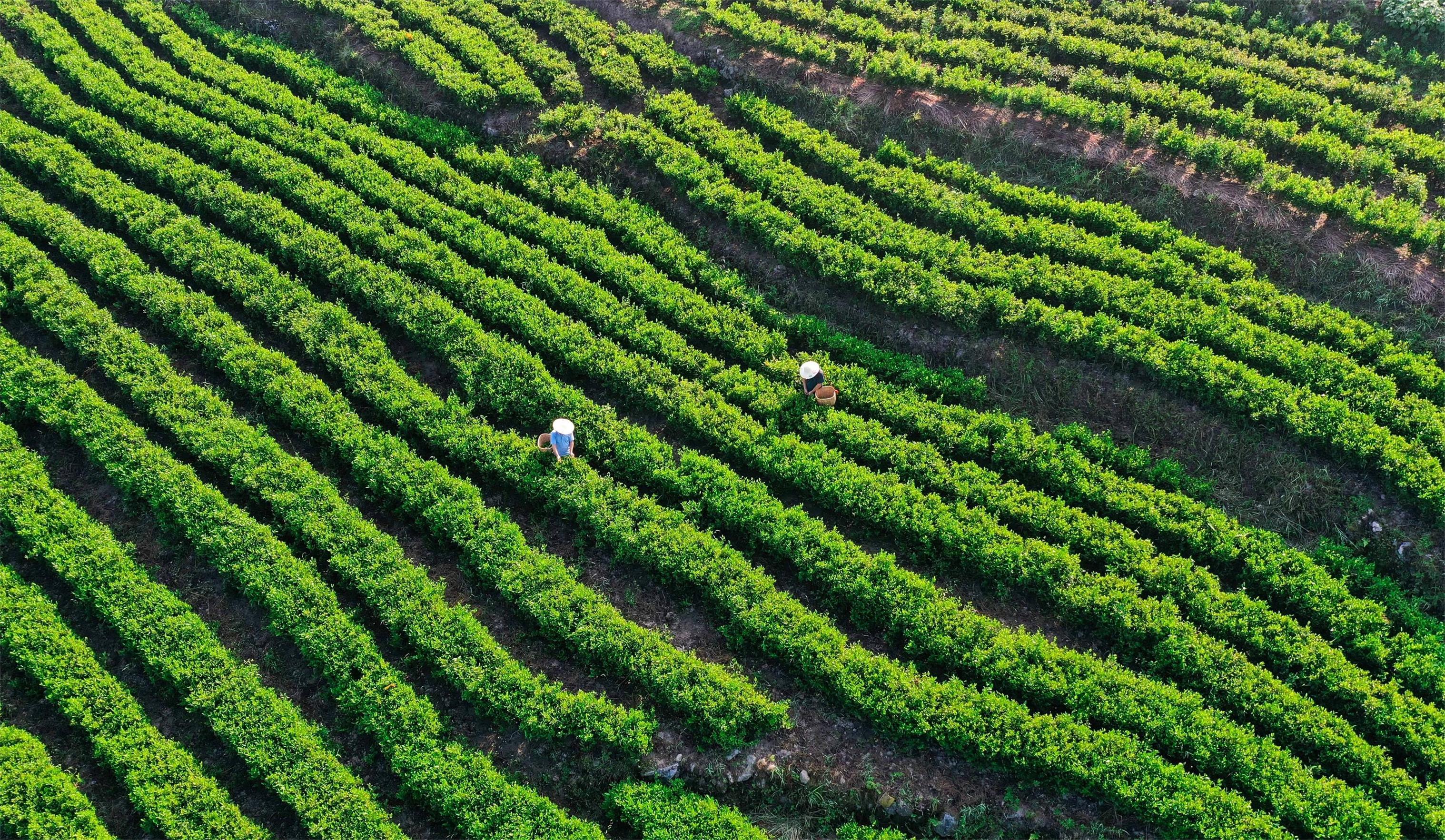 采茶 周秀鱼春摄.jpg 采茶 周秀鱼春摄.jpg