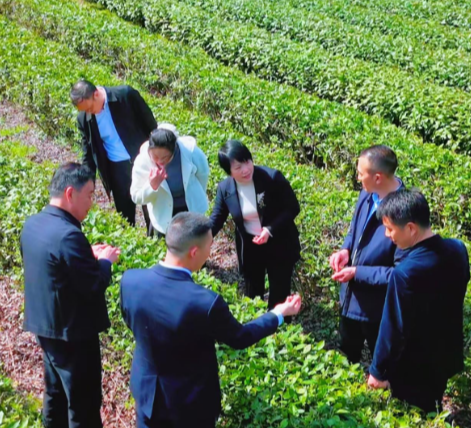 资源聚合、科技赋能 常宁塔山茶产业带动乡村振兴