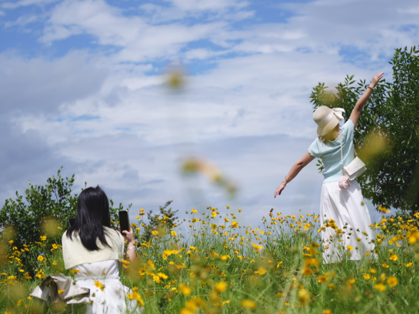 【视频】初夏寻芳！常宁北互通藏绝美花海